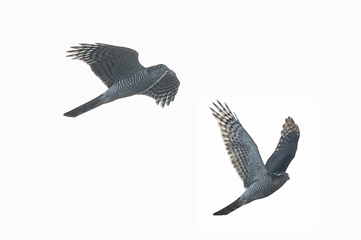 Eurasian Sparrowhawk - ML644584543