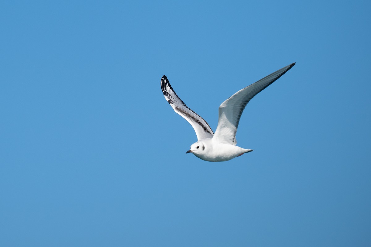 Bonaparte's Gull - ML644584544