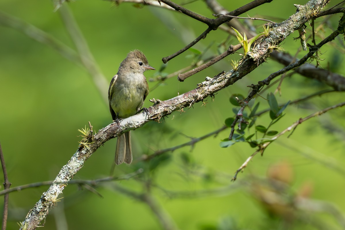 Yellow-bellied Elaenia - ML644584546
