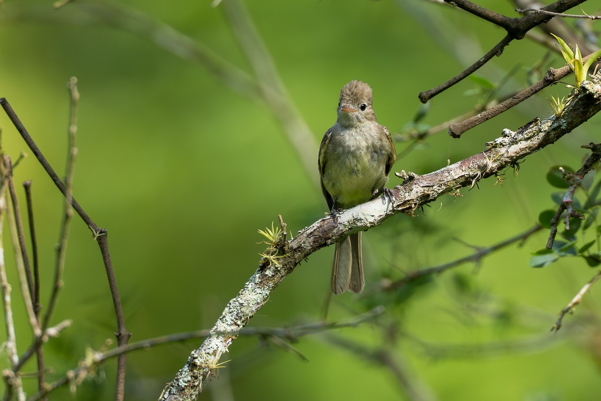 Yellow-bellied Elaenia - ML644584547