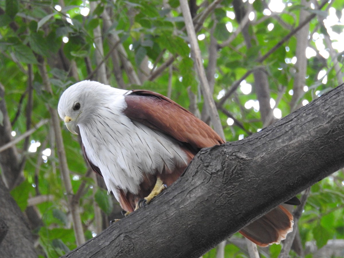 Brahminy Kite - ML644584548