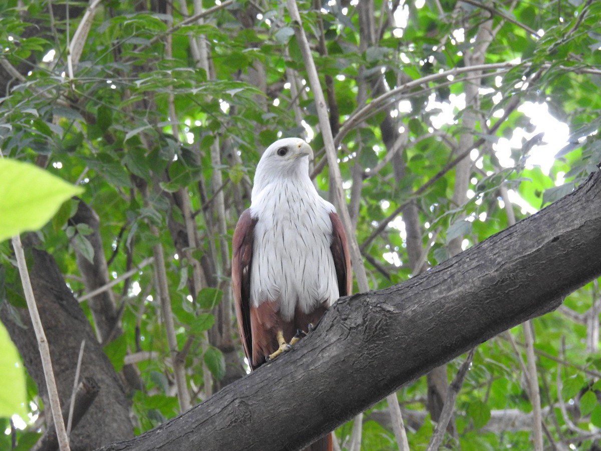 Brahminy Kite - ML644584549