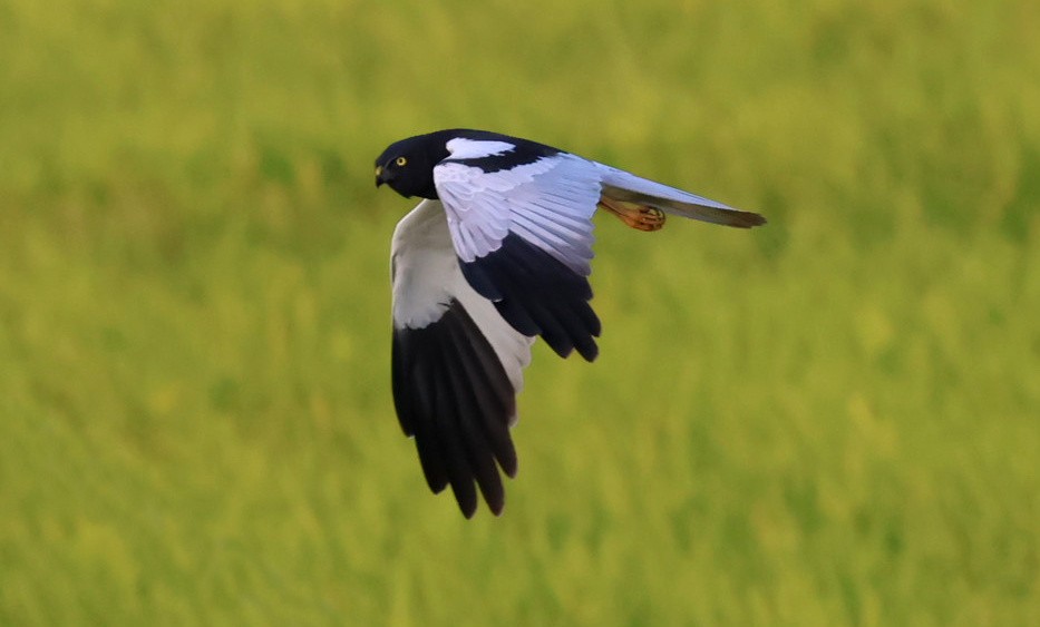 Pied Harrier - ML644584550