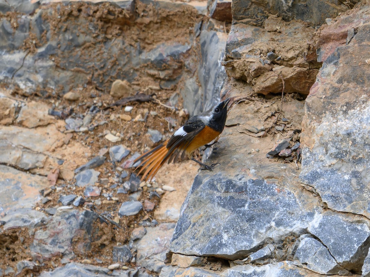 Daurian Redstart - ML644584551