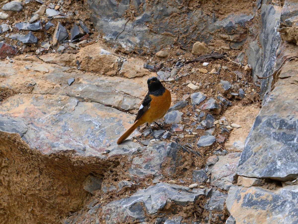 Daurian Redstart - ML644584552