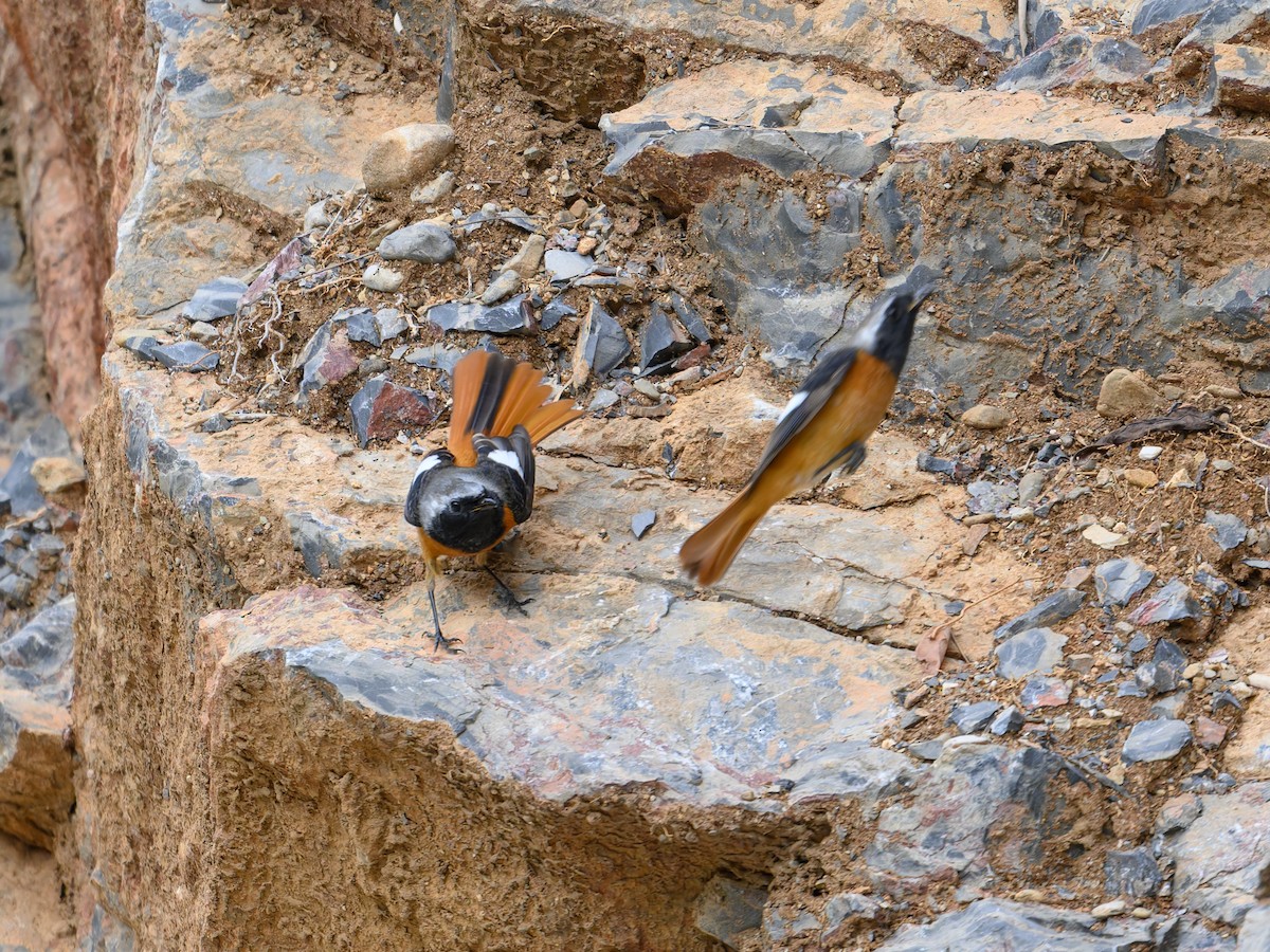 Daurian Redstart - ML644584553