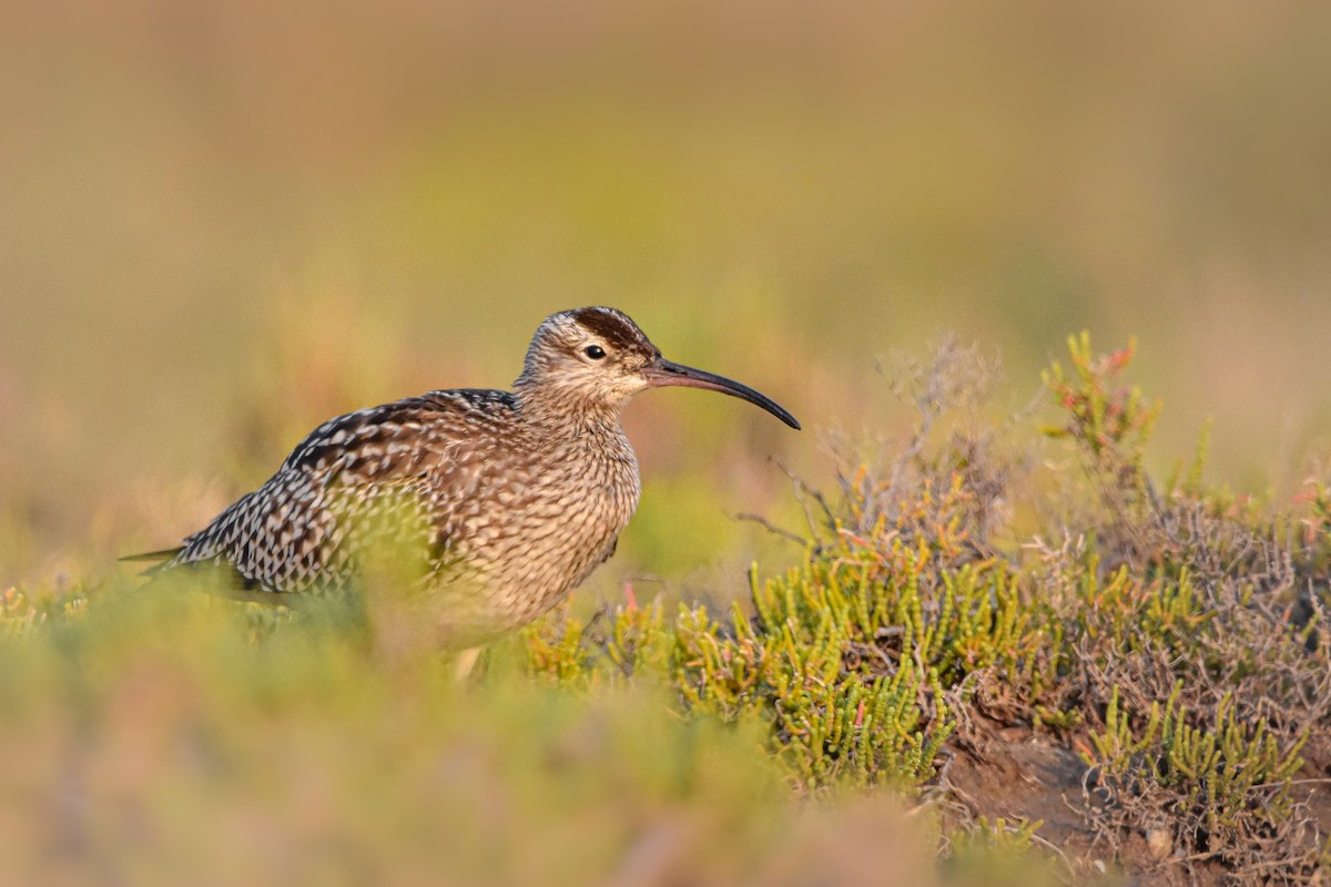 Eurasian Whimbrel - ML644584556