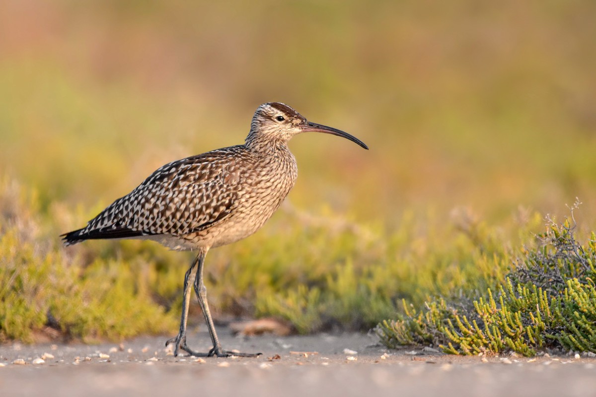 Eurasian Whimbrel - ML644584557
