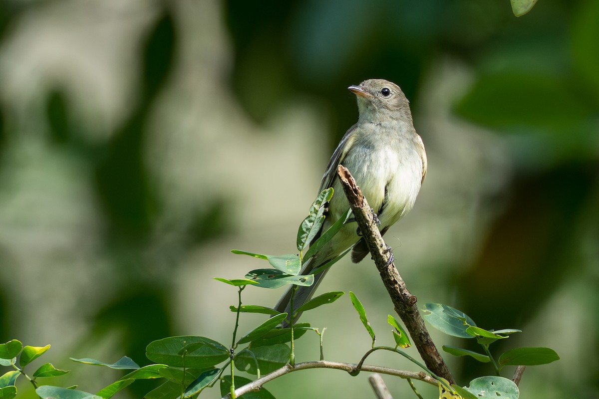 Lesser Elaenia - ML644584558