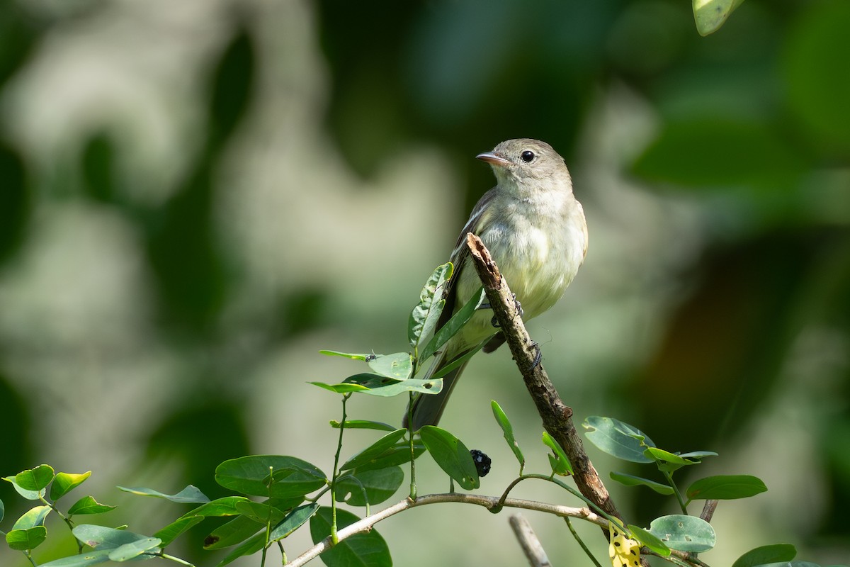 Lesser Elaenia - ML644584559