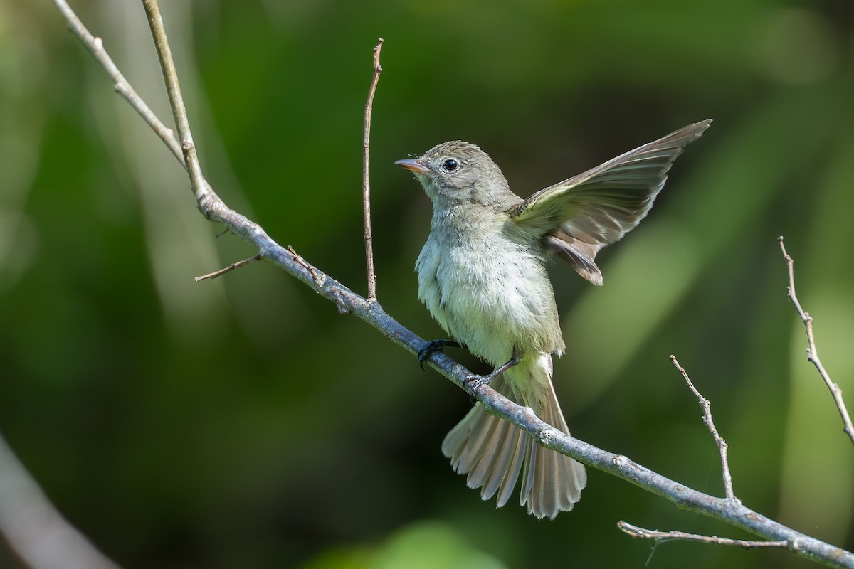 Lesser Elaenia - ML644584560