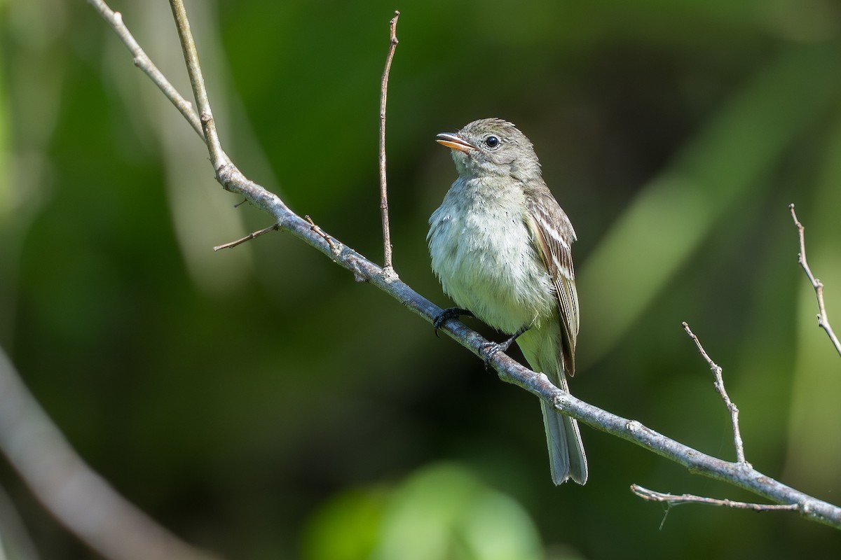 Lesser Elaenia - ML644584561