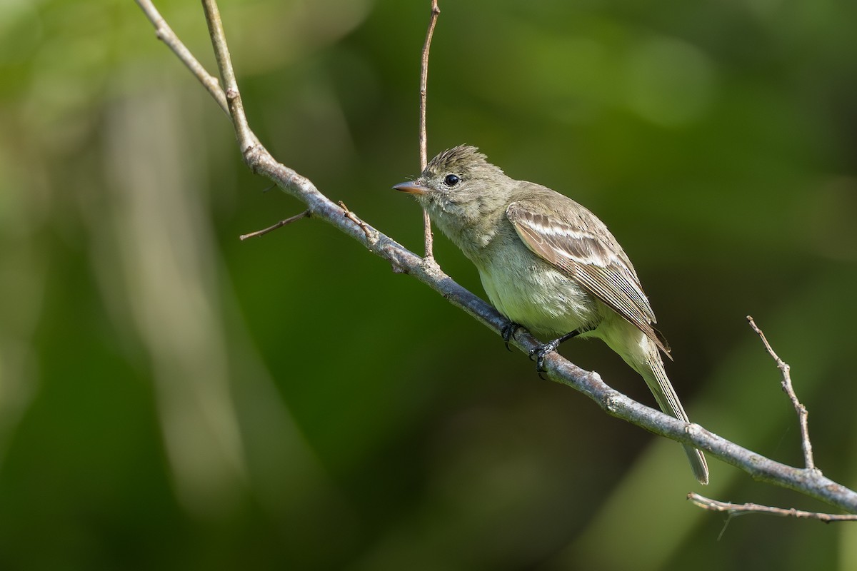 Lesser Elaenia - ML644584562