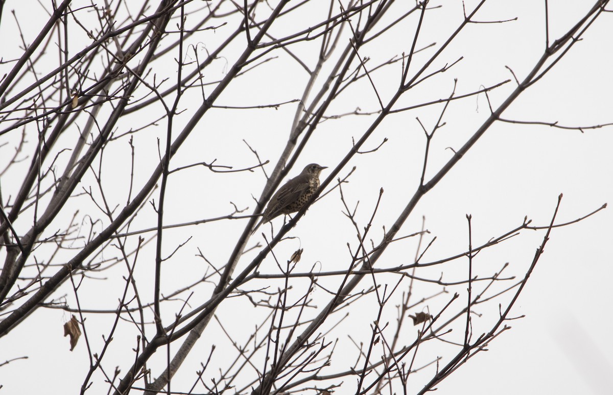 Mistle Thrush - ML644584563