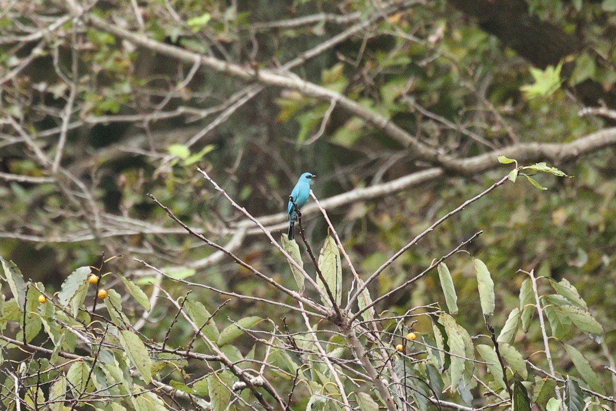 Verditer Flycatcher - ML644584564