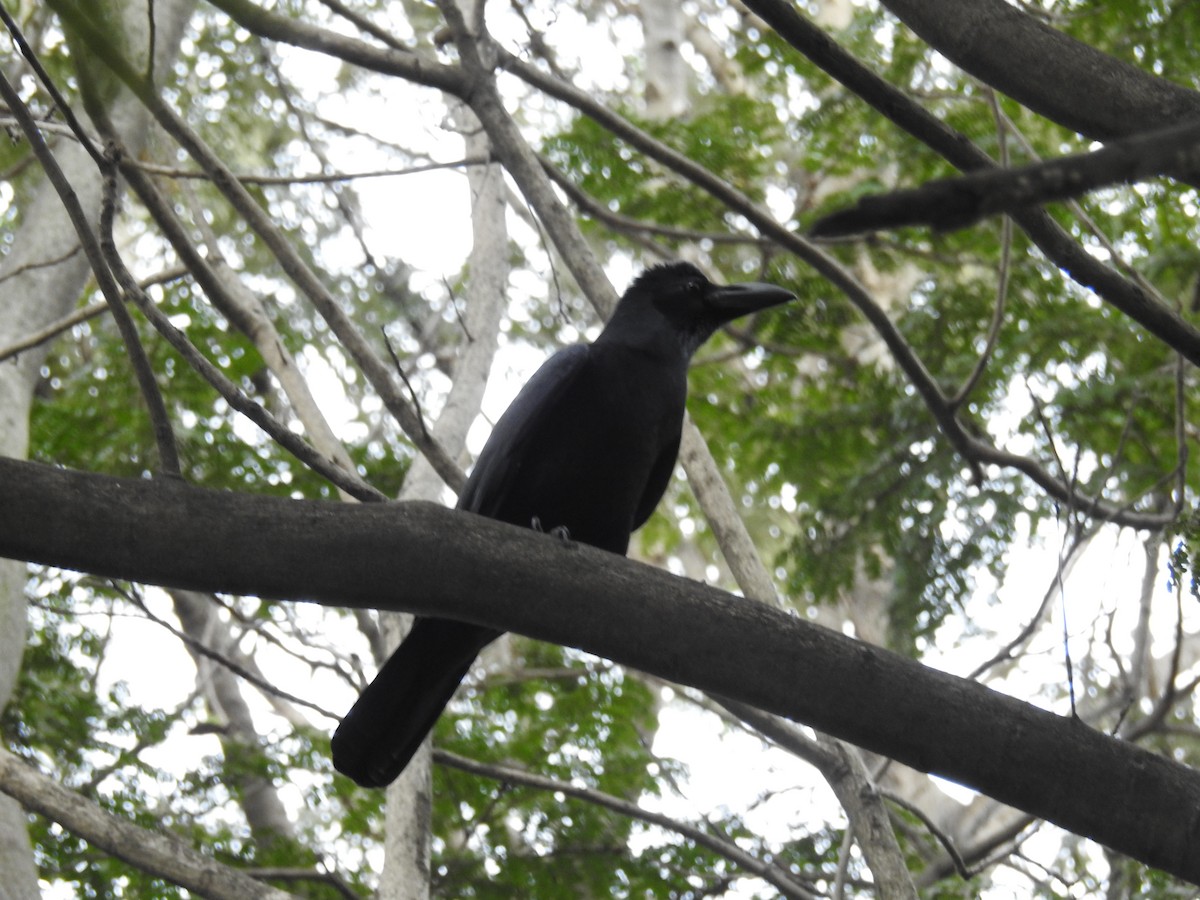 Large-billed Crow - ML644584565