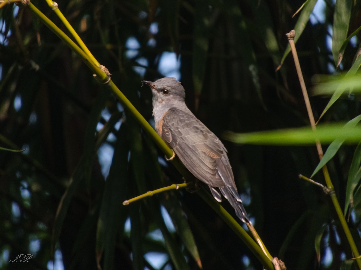 Plaintive Cuckoo - ML644584567