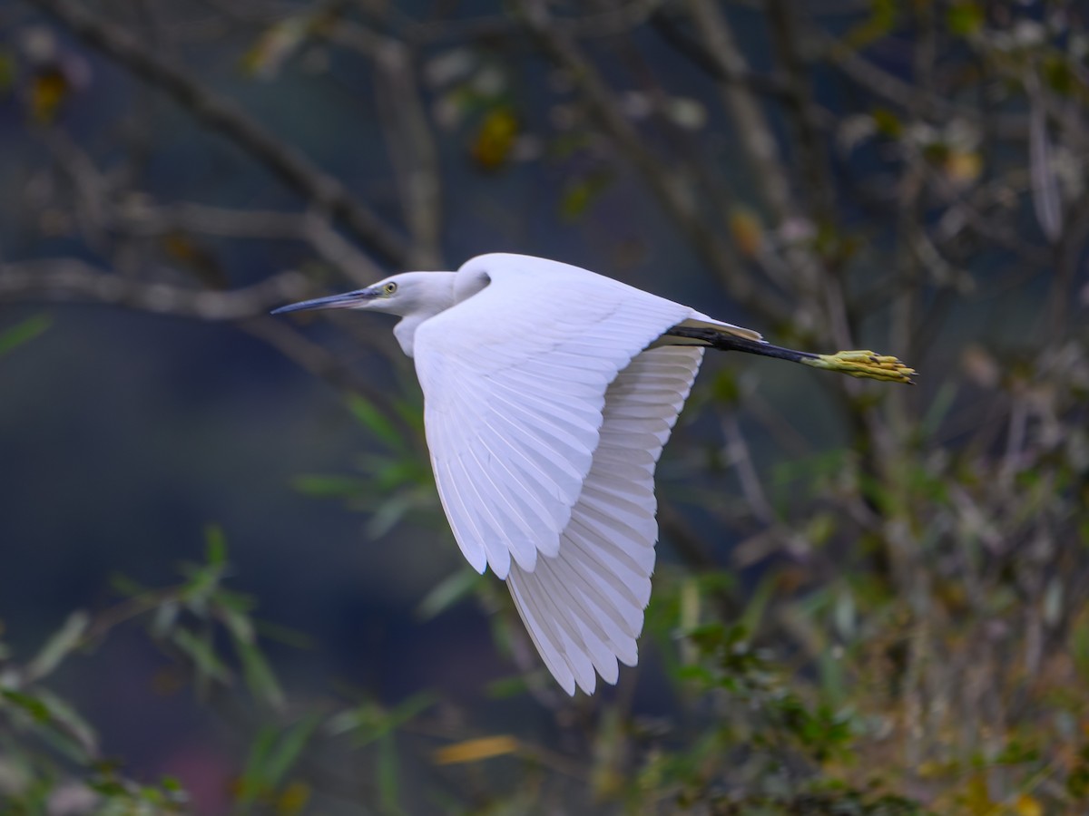 Little Egret - ML644584571
