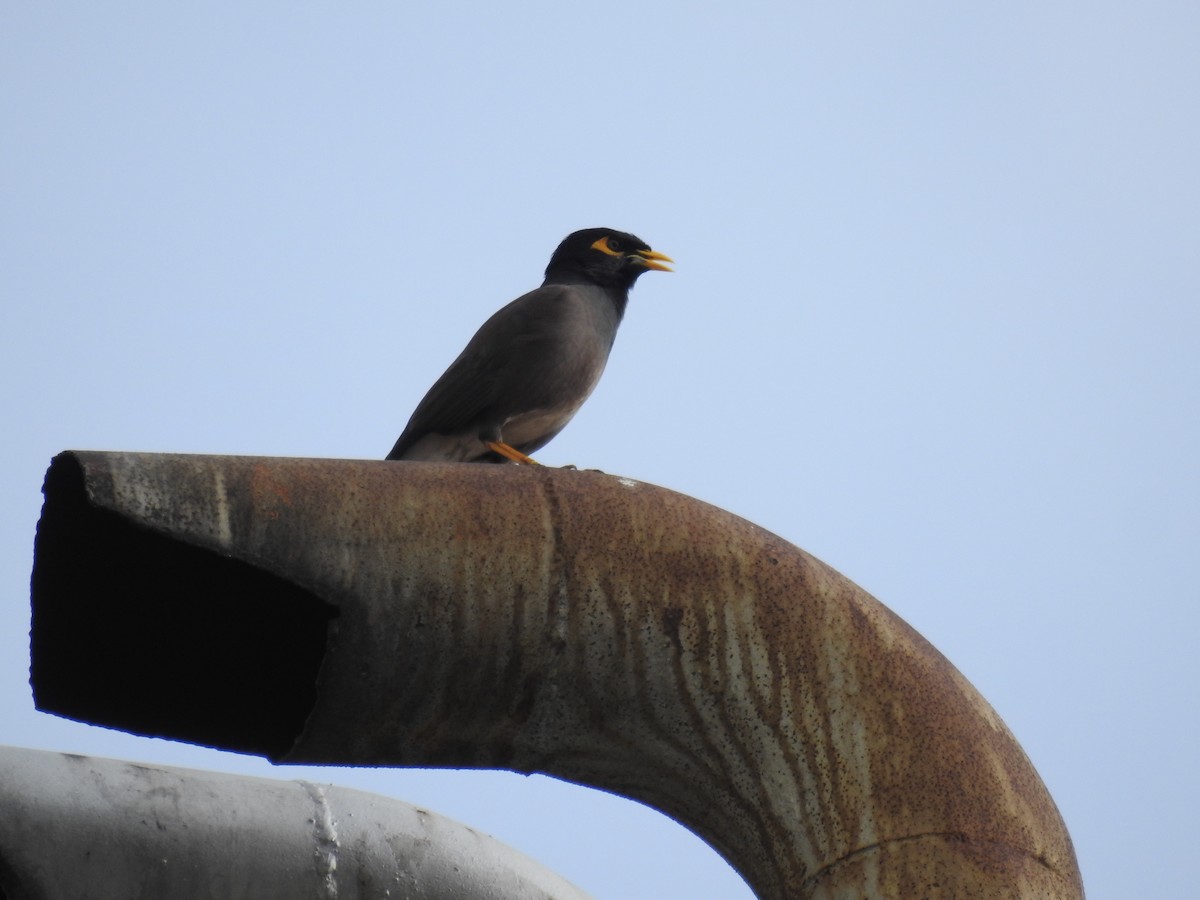 Common Myna - ML644584572