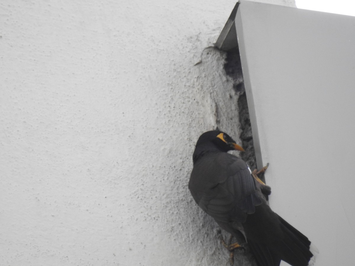 Common Myna - ML644584573