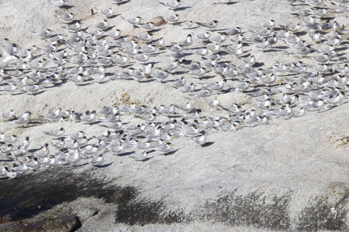 Great Crested Tern - ML644584574