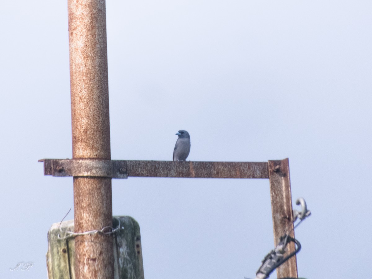 Ashy Woodswallow - ML644584575