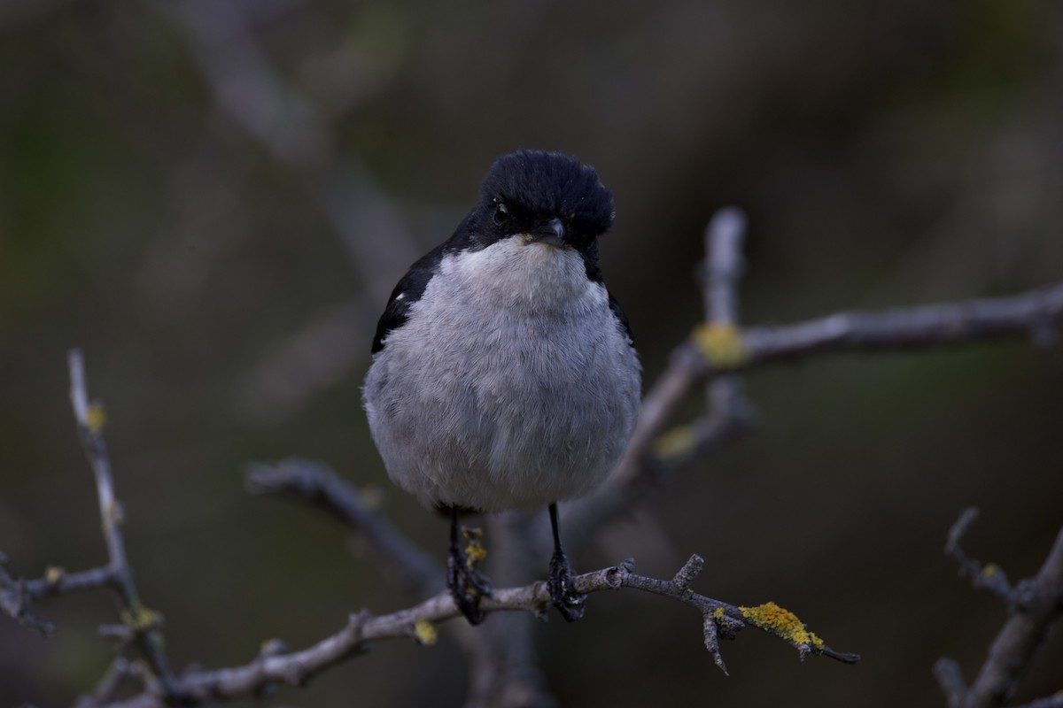 Fiscal Flycatcher - ML644584576