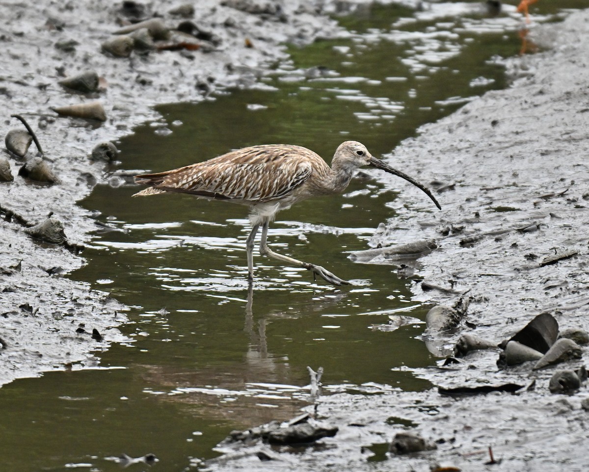 Eurasian Curlew - ML644584577
