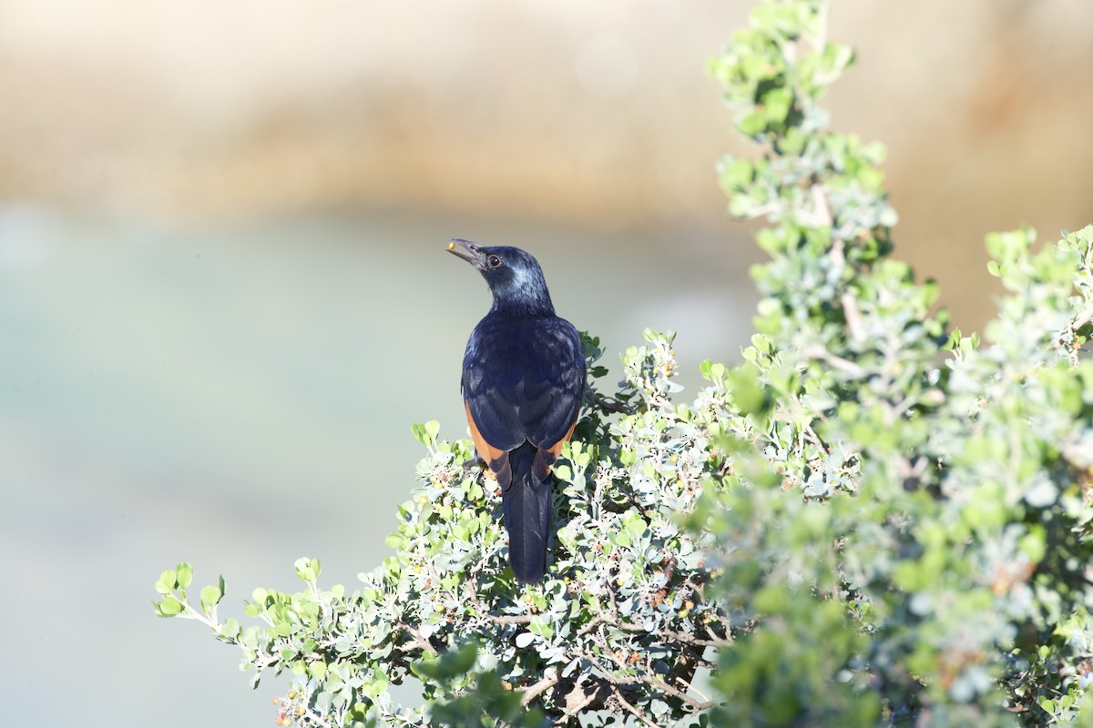 Red-winged Starling - ML644584581