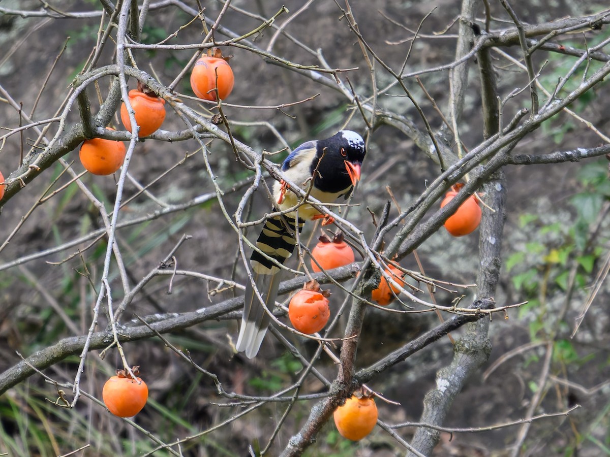 Red-billed Blue-Magpie - ML644584596