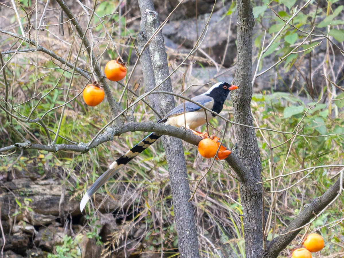 Red-billed Blue-Magpie - ML644584597
