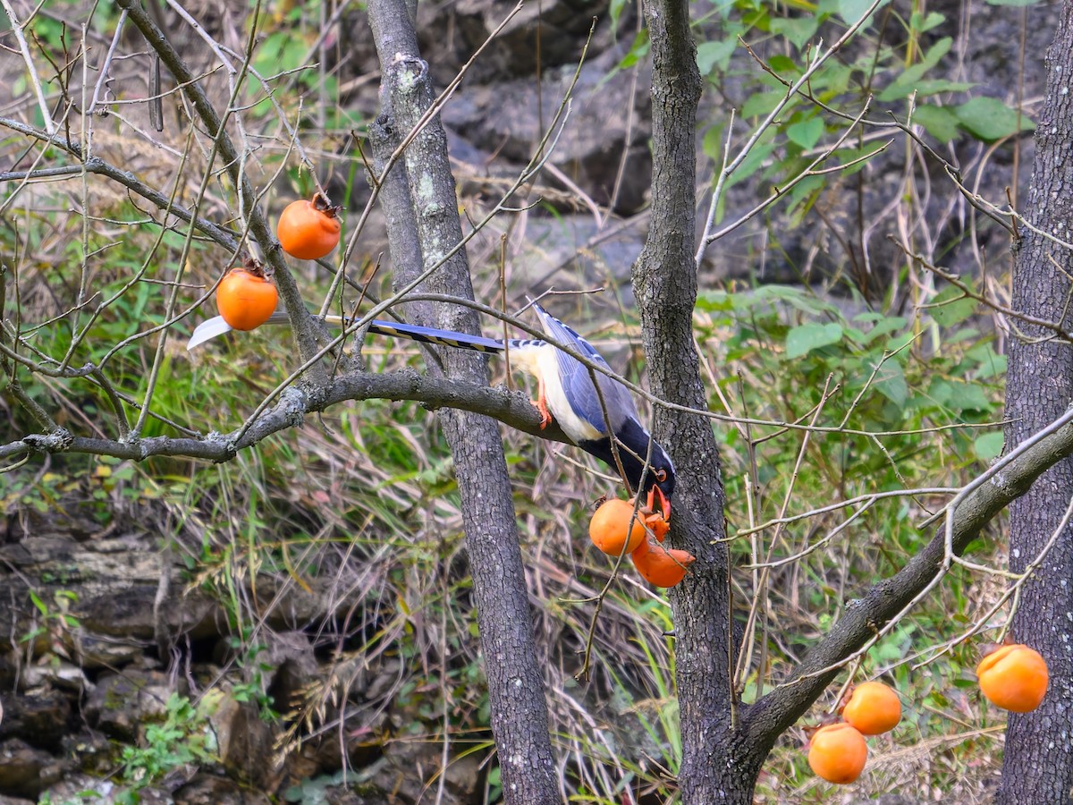 Red-billed Blue-Magpie - ML644584598