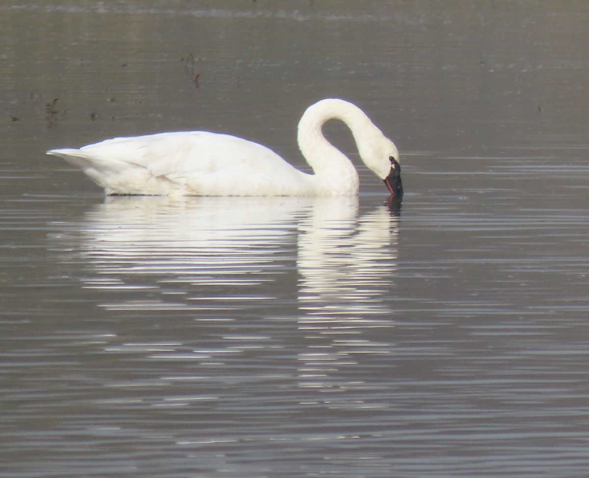 Tundra Swan - ML644584599