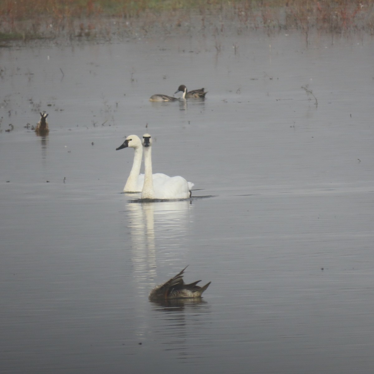 Tundra Swan - ML644584600