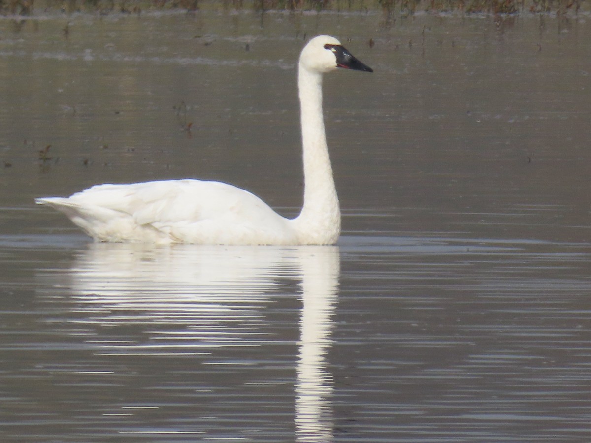 Tundra Swan - ML644584601