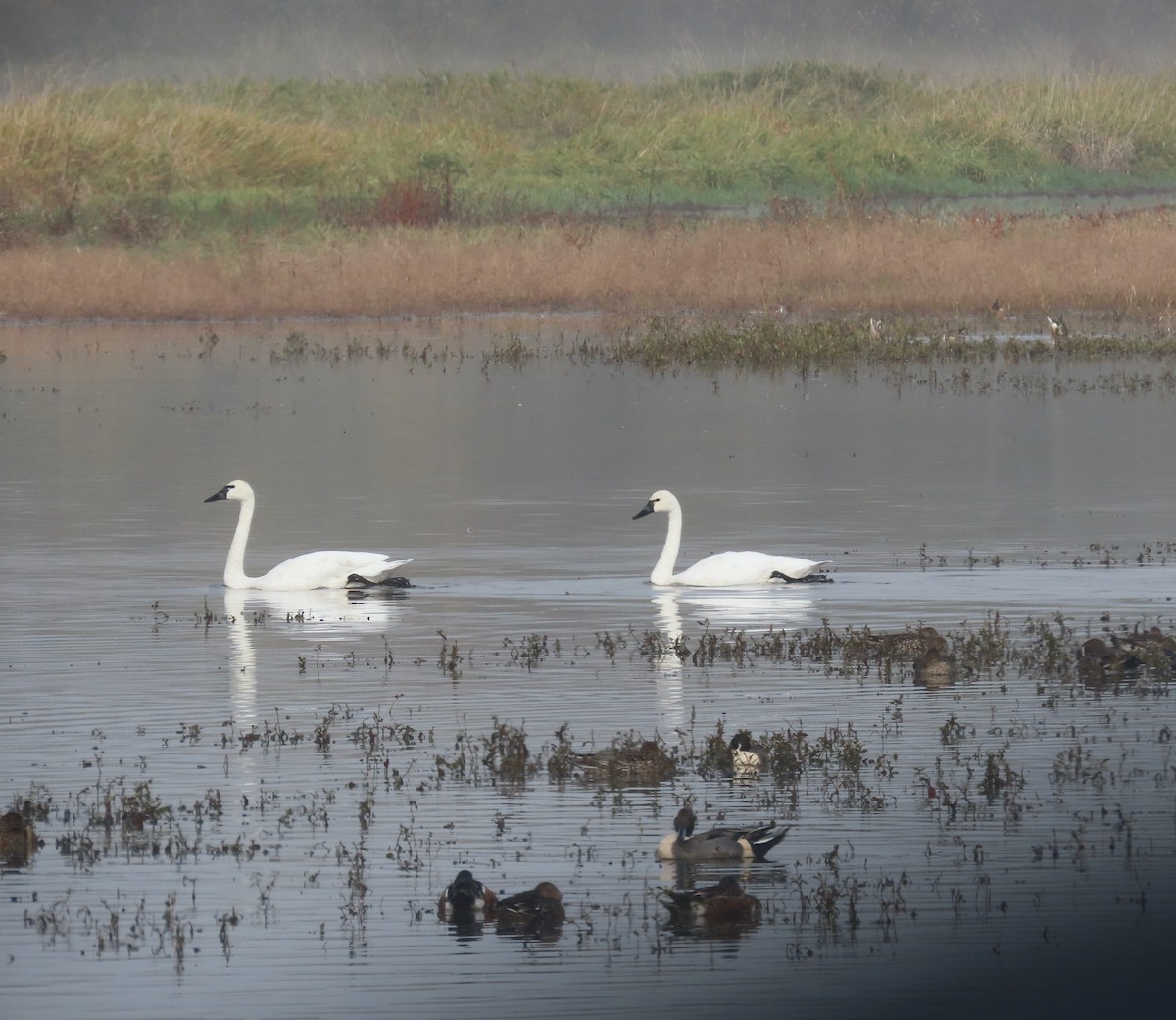 Tundra Swan - ML644584602
