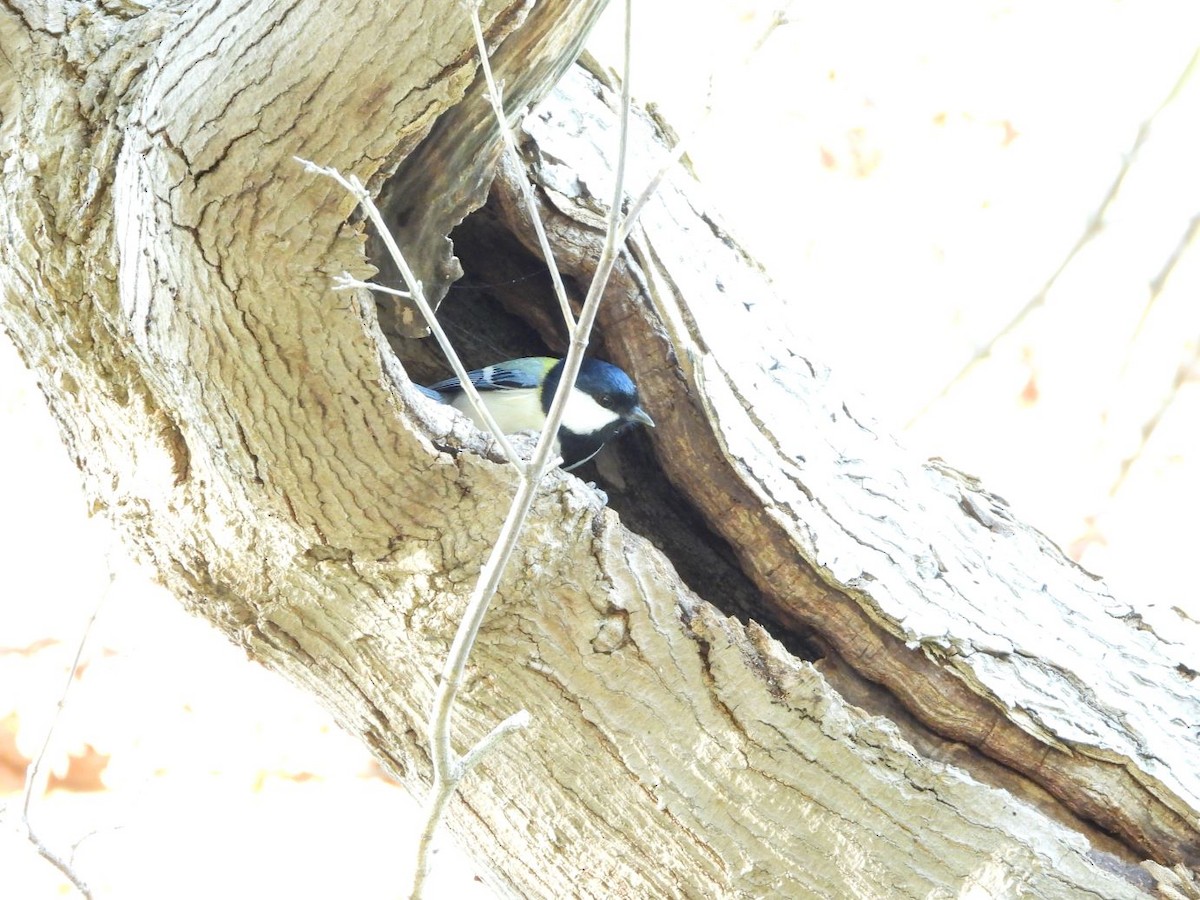 白頰山雀 - ML644584603