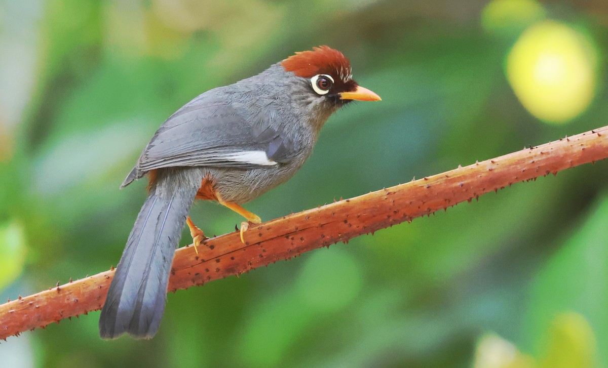 Белокрылая кустарница - ML644584605