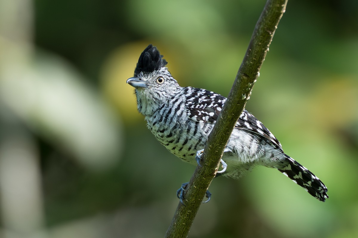 Batará Barrado - ML644584606