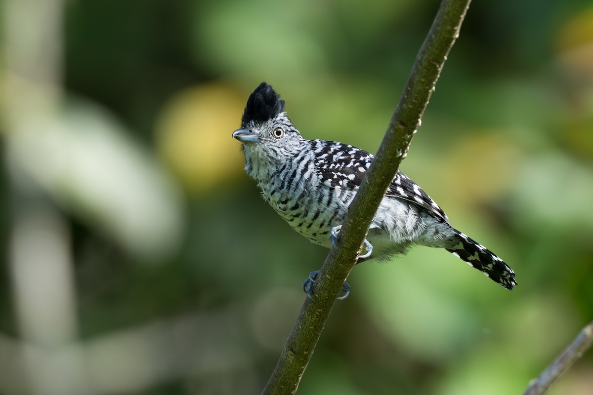 Batará Barrado - ML644584607