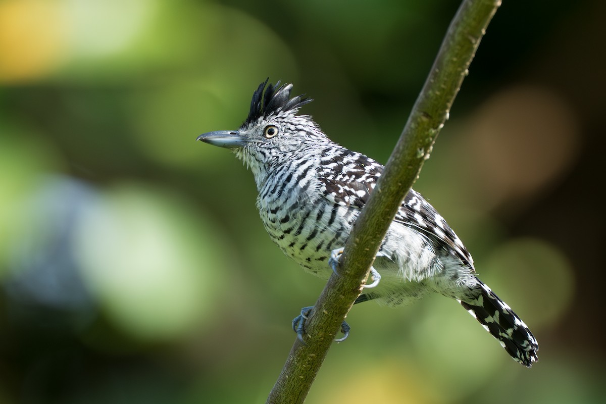 Batará Barrado - ML644584608