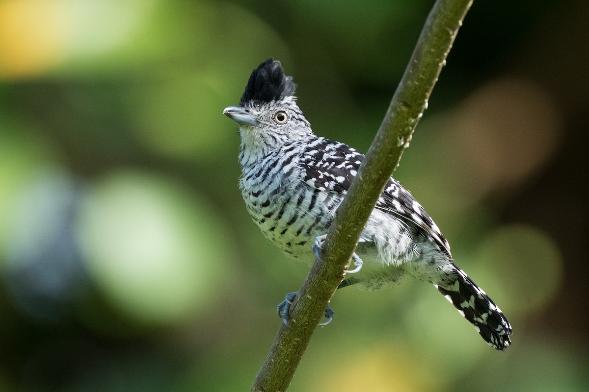 Batará Barrado - ML644584609