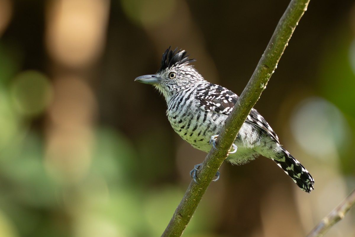 Batará Barrado - ML644584610