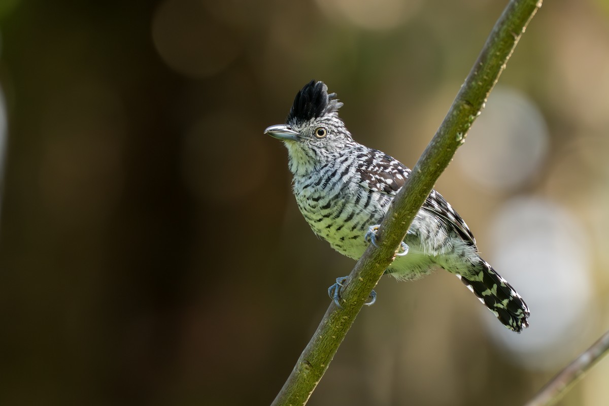 Batará Barrado - ML644584611