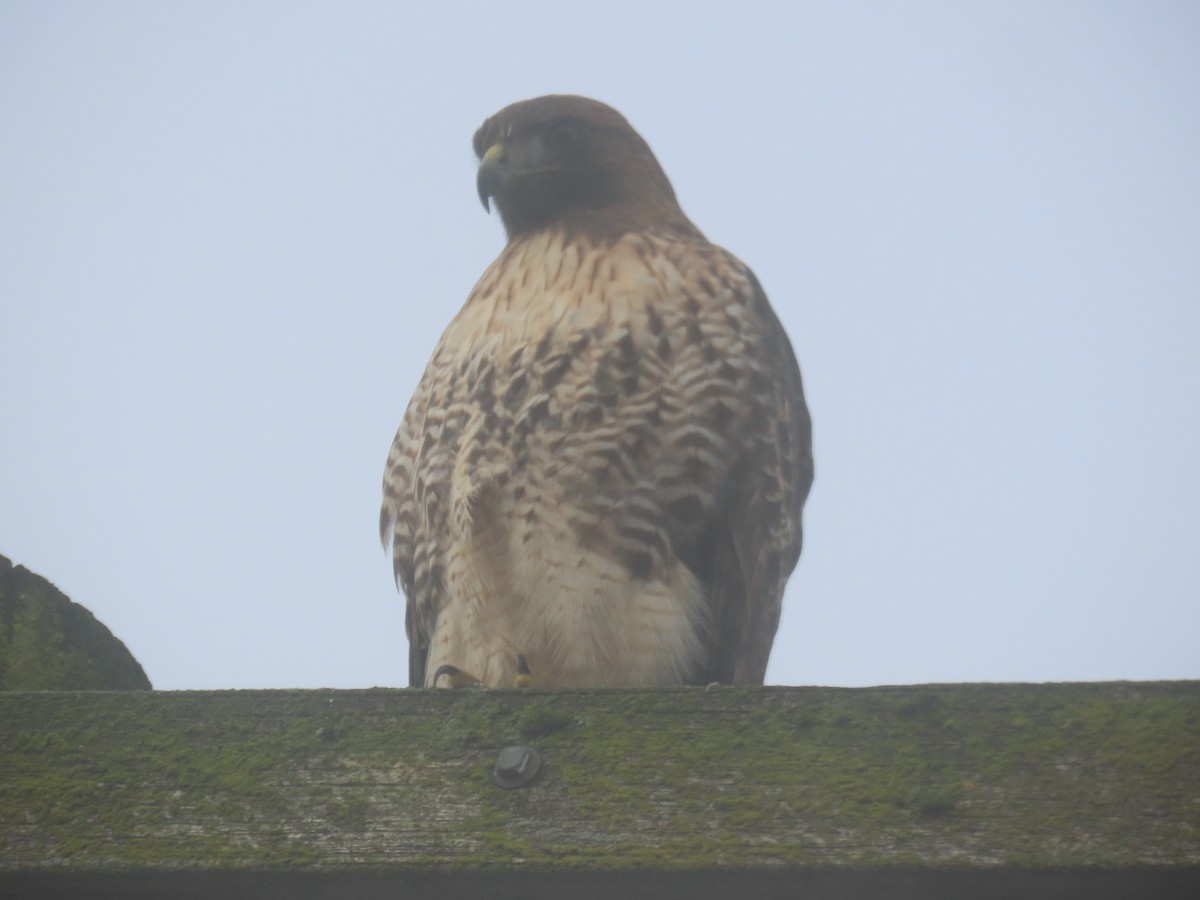 Red-tailed Hawk - ML644584613
