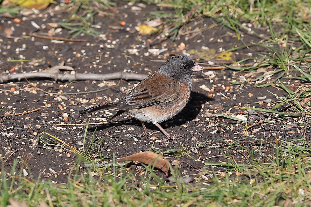 Dark-eyed Junco (Oregon) - ML644584614