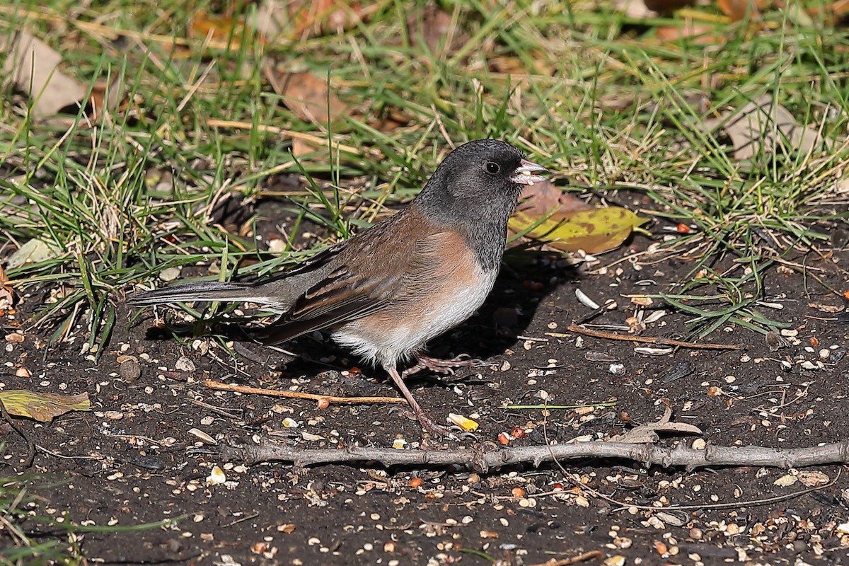 Dark-eyed Junco (Oregon) - ML644584615