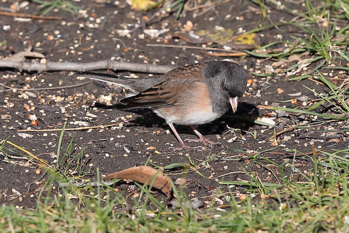 Dark-eyed Junco (Oregon) - ML644584616