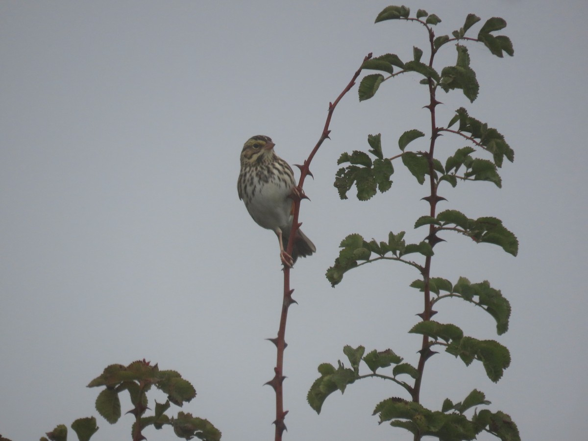 Savannah Sparrow - ML644584624