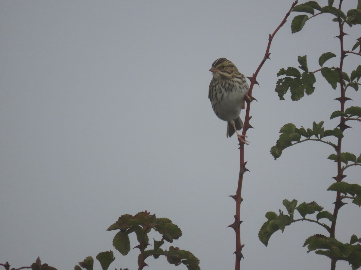 Savannah Sparrow - ML644584625